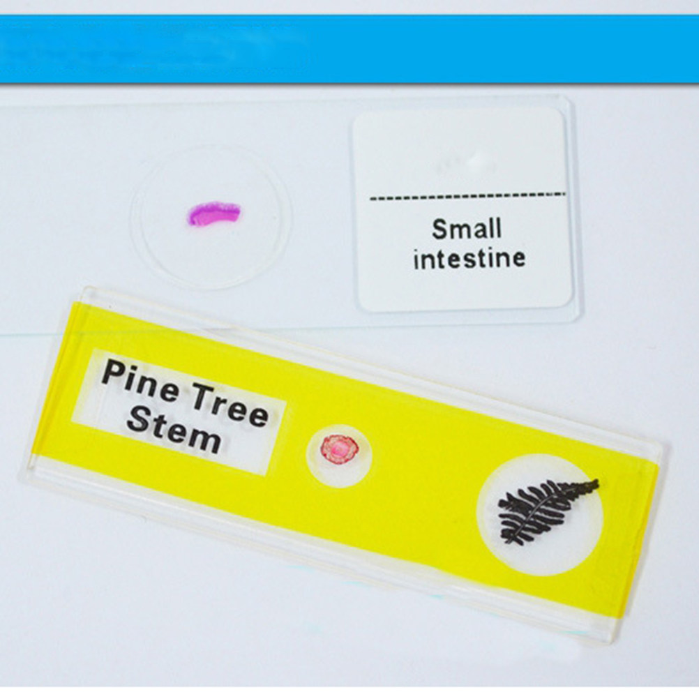Lames de microscope en plastiq - Kids Education Level avis et prix