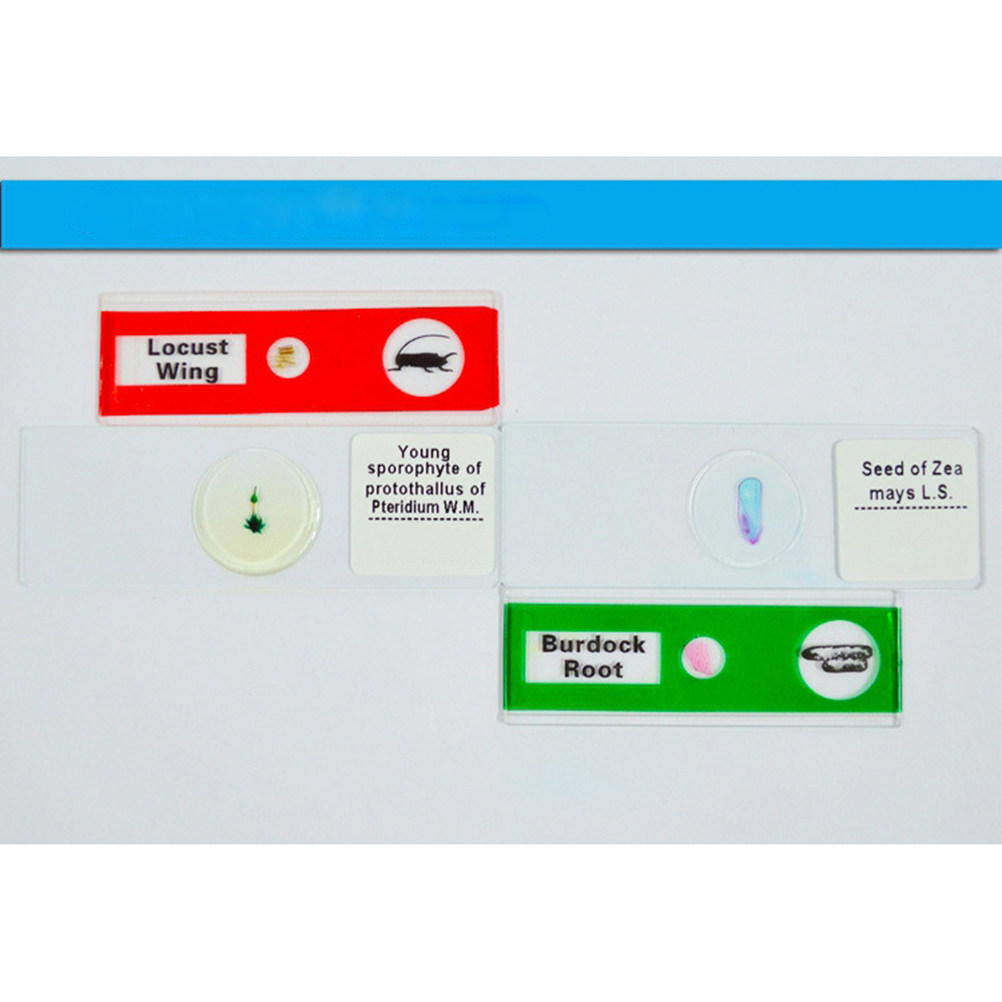 Lames de microscope en plastiq - Kids Education Level avis et prix