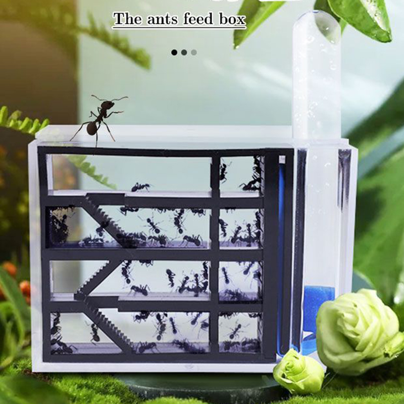 Château Nid de Fourmis Ants Ki - Kingdom Kids Education avis et prix